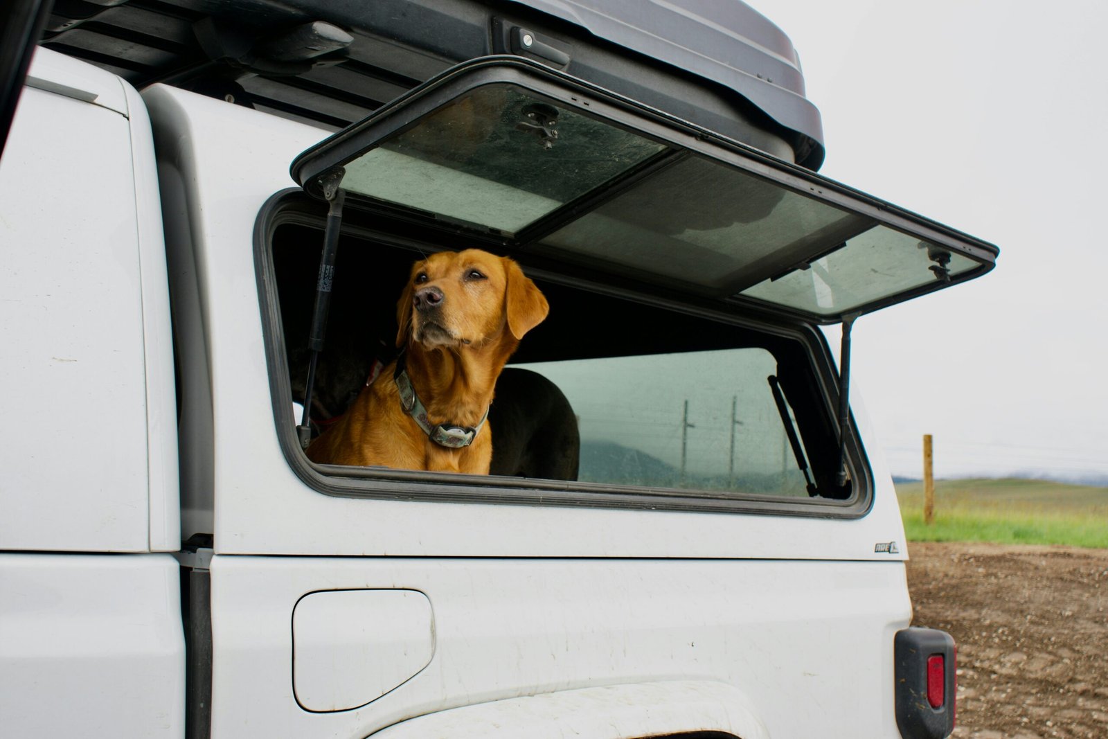 Campervan With a Dog: The Complete Guide to Van Life With Your Pup
